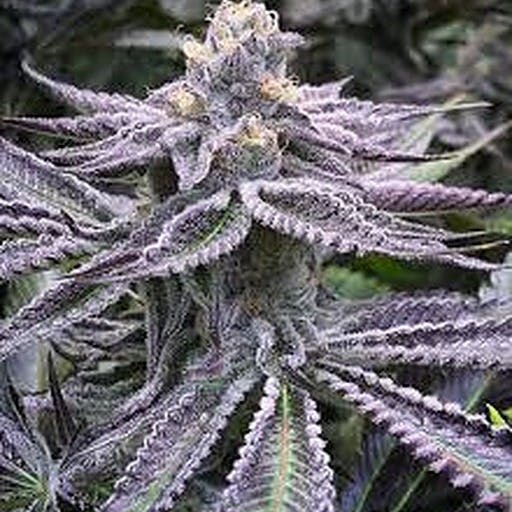 Purple Chem